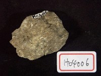 藏品(穿孔貝化石)的圖片